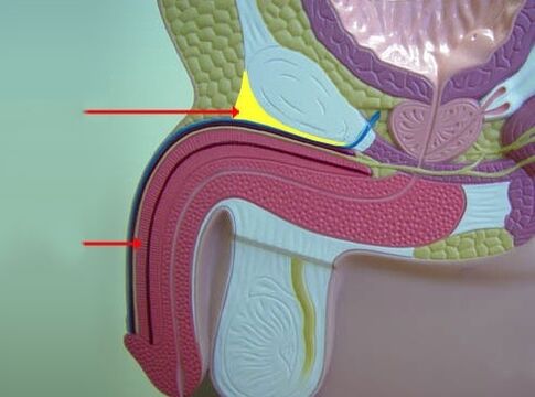 penile ligament